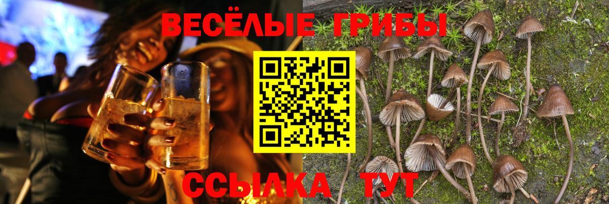 Галлюциногенные грибы Psilocybine cubensis Железноводск